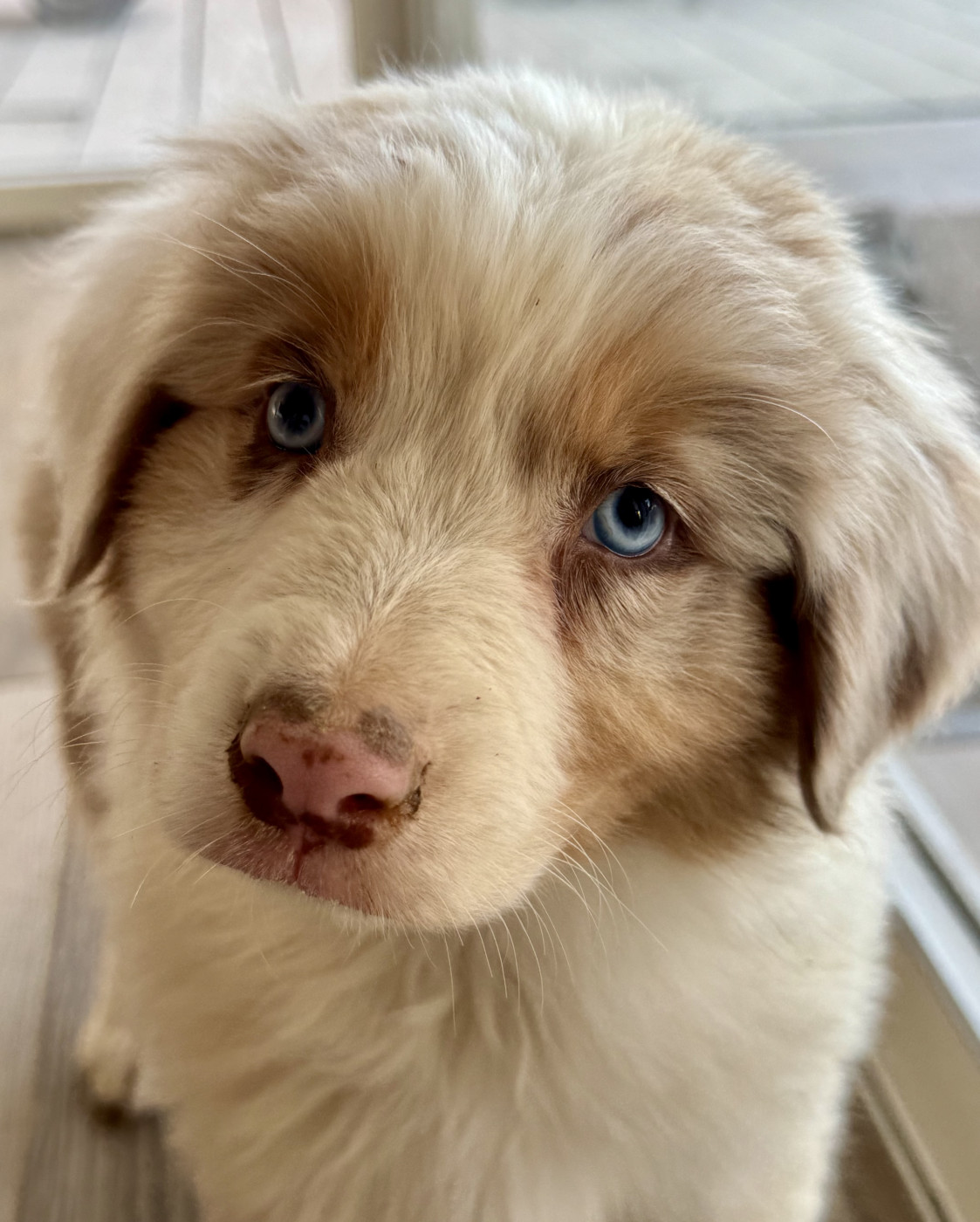 Chiot Berger Australien Di Cani Sulaghjinci