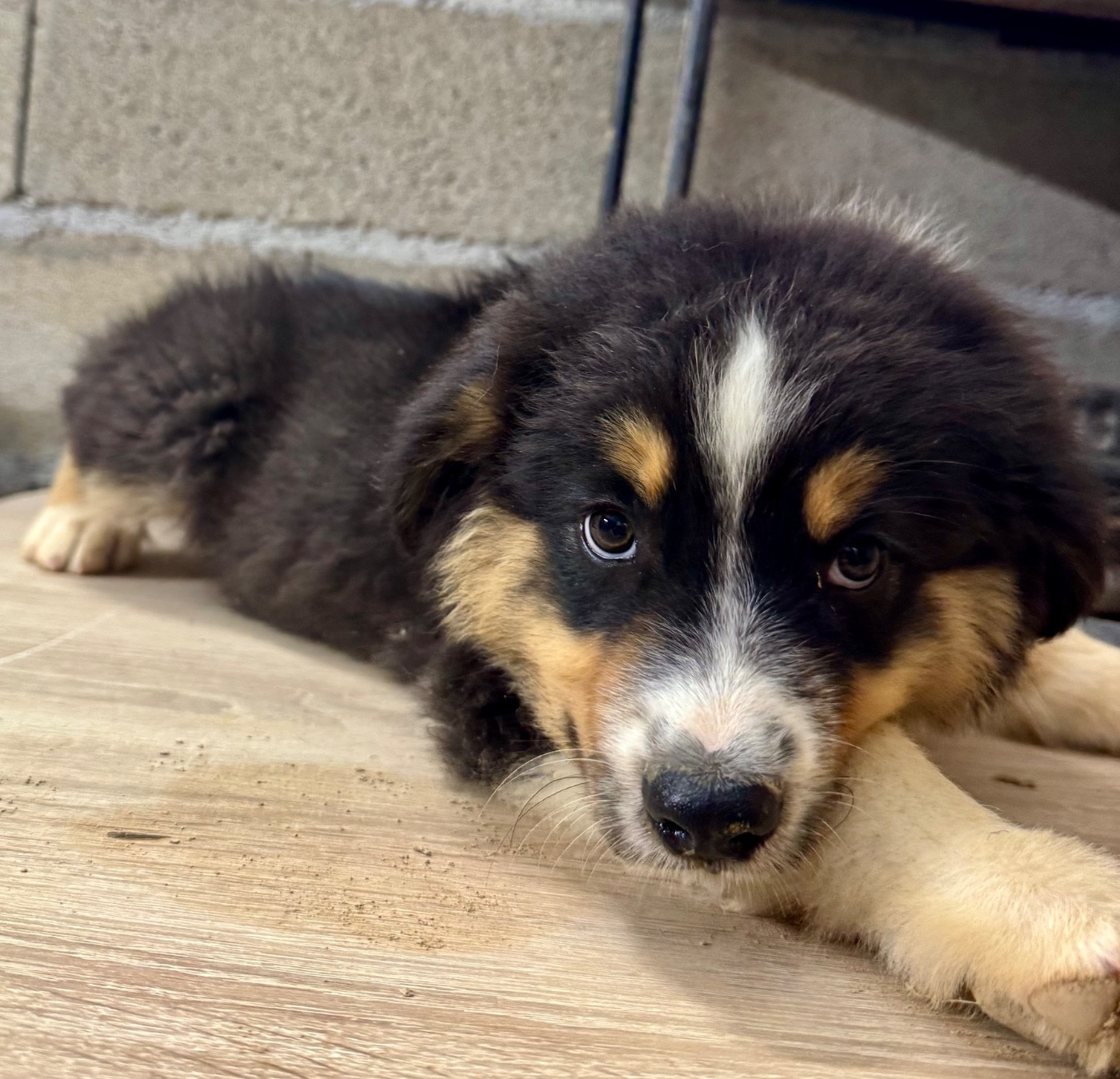 Di Cani Sulaghjinci - Chiots disponibles - Berger Australien