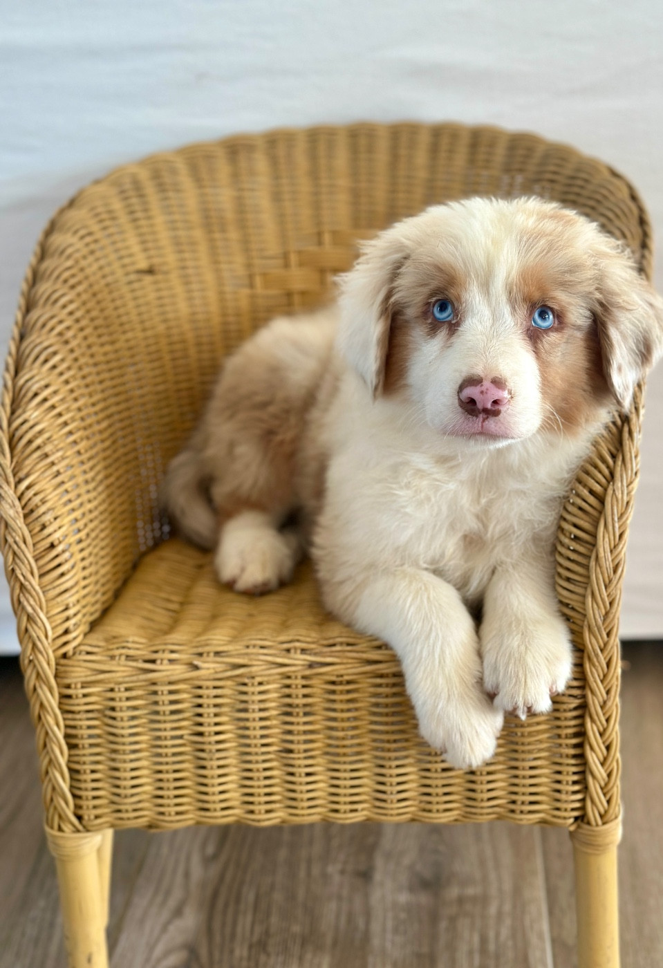Di Cani Sulaghjinci - Chiots disponibles - Berger Australien