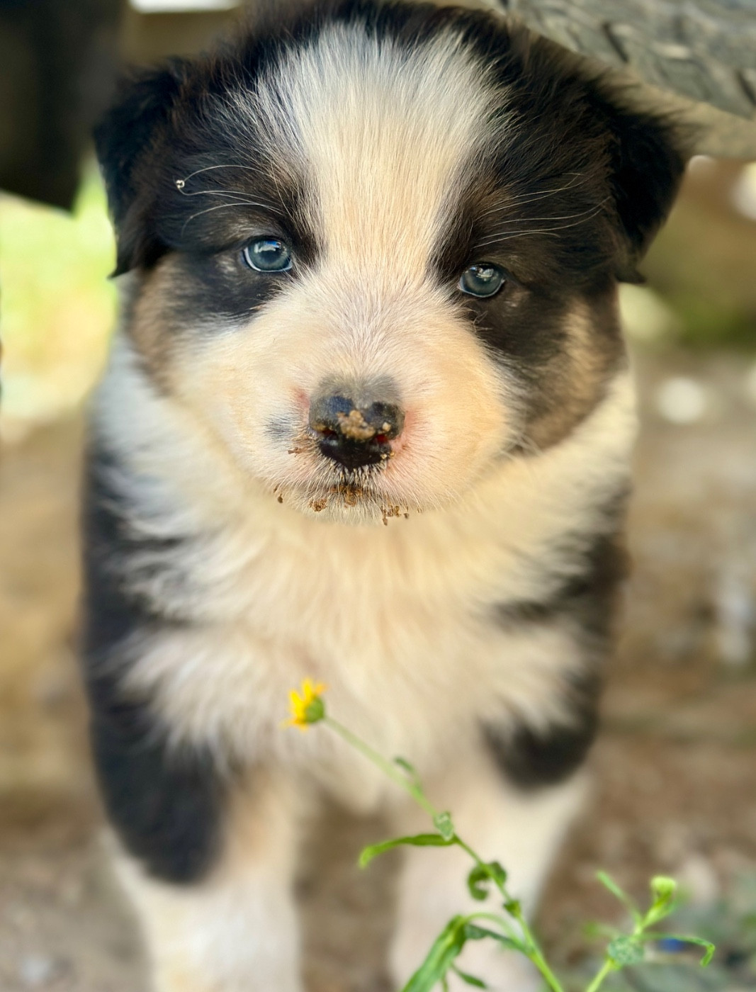 Di Cani Sulaghjinci - Chiots disponibles - Berger Australien