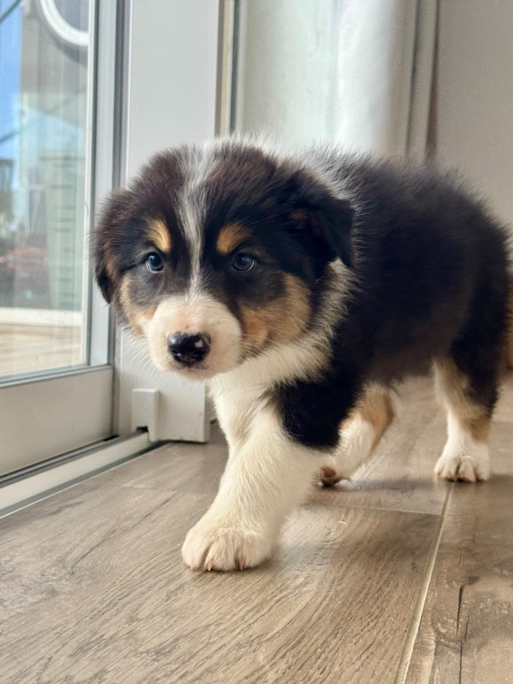 Di Cani Sulaghjinci - Chiots disponibles - Berger Australien